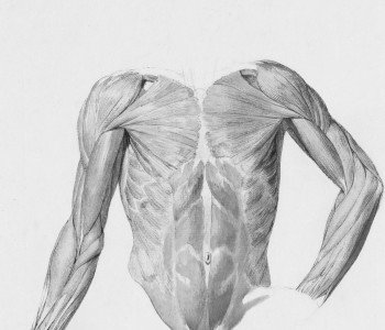 Tout savoir sur les fibres musculaires