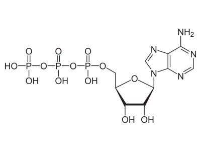Scopri il ruolo fondamentale dell'ATP nell'energia muscolare del triatleta
