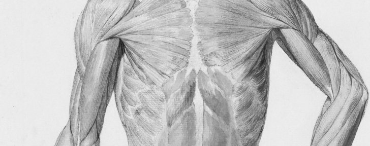 Tout savoir sur les fibres musculaires